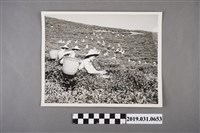 藏品(採茶女採茶照片)的圖片