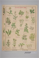 藏品(臺灣軍經理部篠原德之助編臺灣食用野草一覽圖兩張)的圖片