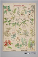 藏品(臺灣軍經理部篠原德之助編臺灣產有毒植物一覽圖)的圖片