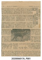 藏品(軍用犬剪報)的圖片