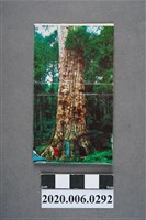 藏品(溪頭餐廳火柴盒)的圖片