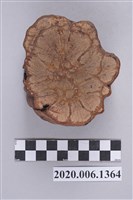 藏品(菊花木剖面擺飾)的圖片