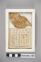 藏品(日治時期臺北生番星商店發賣蝴蝶標本)的圖片