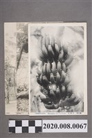 藏品(日治時期臺灣風光黑白明信片)的圖片