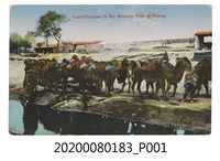 藏品(到北京西山的駱駝商隊明信片)的圖片