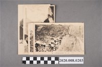 藏品(日治時期霧社事件黑白風景明信片)的圖片