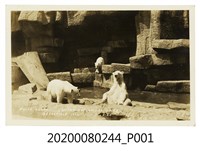 藏品(芝加哥動物園北極熊)的圖片