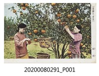 藏品(椪柑)的圖片