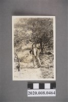 藏品(女子於樹林間獨照)的圖片