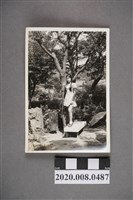 藏品(少女於樹下獨照)的圖片