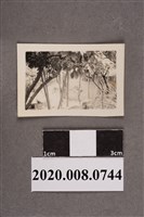 藏品(林間一景)的圖片