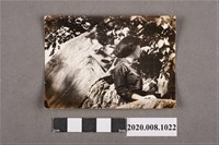 藏品(女子於林家花園中獨照)的圖片