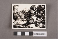 藏品(女子立於樹上獨照)的圖片