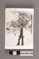 藏品(男子獨照)的圖片