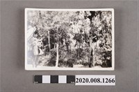 藏品(1對母女撐傘於樹下合照)的圖片