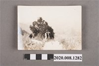 藏品(女子於叢間獨照)的圖片