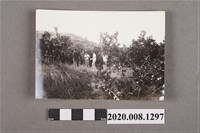 藏品(4名男子於果園合照)的圖片