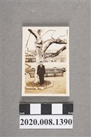 藏品(男子於樹下獨照)的圖片