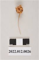 藏品(劉靜枝編製球型竹編半成品)的圖片