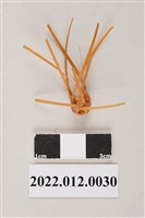 藏品(劉靜枝編製圓球半成品)的圖片