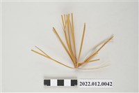 藏品(劉靜枝編製竹編半成品)的圖片