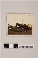 藏品(男人騎馬黑白照片)的圖片