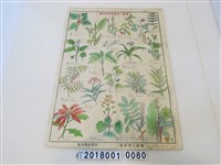 藏品(臺灣軍經理部篠原德之助編臺灣產有毒植物一覽圖)的圖片