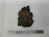 藏品(菊花木擺飾品)的圖片