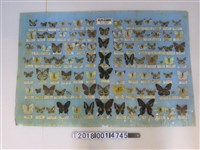 藏品(臺灣蝴蝶圖鑑桌墊)的圖片