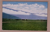 藏品(屏東畜牛風景明信片)的圖片