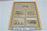 藏品(蔗苗養成所作業情形相關照片)的圖片