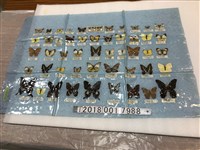 藏品(臺灣產蝴蝶圖鑑塑膠桌墊)的圖片