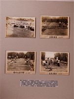 藏品(蔗苗養成所作業情況相關照片)的圖片