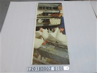 藏品(雞隻飼養照片海報掛圖)的圖片