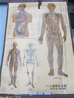 藏品(大眾文化社出版《新版人體解剖全圖》)的圖片