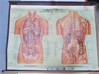 藏品(大眾文化社出版《人體的內臟（2）》圖)的圖片