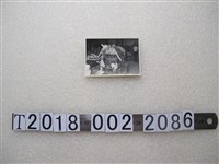 藏品(祭祀豬隻照片)的圖片