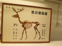 藏品(鹿骨骼圖)的圖片