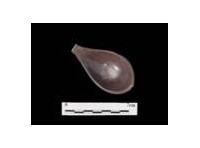 藏品(褐釉匙  清中晚期福建廣東窯系)的圖片