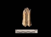 藏品(鹿齒  清)的圖片