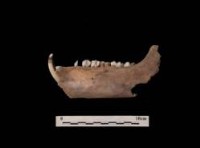 藏品(豬下顎（齒8顆）  清)的圖片