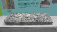 藏品(貝類塚)的圖片