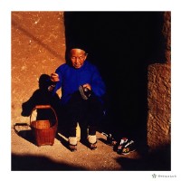 藏品(金蓮餘暉)的圖片