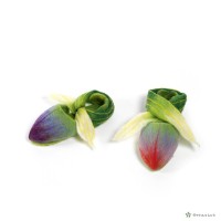 藏品(蘭之舞)的圖片