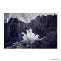 藏品(月世界)的圖片