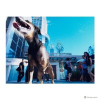 藏品(流浪黑狗兄)的圖片