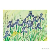 藏品(鳶尾花)的圖片