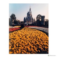 藏品(迪斯奈樂園)的圖片