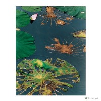 藏品(蓮)的圖片