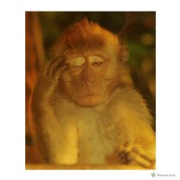 藏品(猿之態(非禮勿視))的圖片